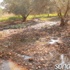 عرابة:مياه الصرف تتدفق لكروم الزيتون وتخوف على المحصول