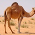 «الصحة» تكشف عن إصابة «جَمل» بفيروس كورونا
