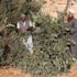 مستوطنون يقطعون أشجار زيتون في قرية التوانة شرق يطا