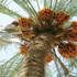 الرياض.. الثلاثاء المقبل درجة الحرارة 46 نهاراً جمرة القيظ هذا الأسبوع وذروة جني الرطب نهاية الشهر