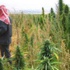 زراعة الحشيش في لبنان تتغذى على الصراع السوري