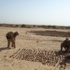 مسؤول: خمسة ملايين لغم أرضي في ميسان مسؤول: خمسة ملايين لغم أرضي في ميسان