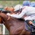انجاز جديد للجواد تورنادو