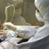 8 دول توقف استيراد الدجاج الفرنسي بسبب أنفلونزا الطيور