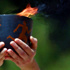 أولمبياد لندن 2012: مراسم للاحتفال بتسليم الشعلة الاولمبية أولمبياد لندن 2012: مراسم للاحتفال بتسليم الشعلة الاولمبية