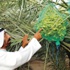 سخاء النخلة موسم فرح عماني