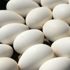 كم بيضة يمكن لمريض السكري تناولها في اليوم؟