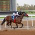 "سباق الخيل" يقيم حفل سباقه الثالث بالطائف