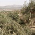 مستوطنون يقتلعون مئات اشجار الزيتون جنوب بيت لحم