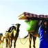 وسط الكثبان ودوامات الرياح مغامرة مع الإبل في دروب الصحراء المغربية