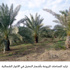 تزايد المساحات المزروعة بأشجار النخيل في الاغوار الشمالية (مصور)