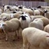 تسجيل تسع إصابات جديدة بفيروس “شمالينبرج” ببريطانيا