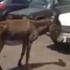 فيديو.. مسئولو المطار يخشون الاختراق الأمني عبر "الحمار"