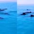 شاهد.. الدلافين في السعودية تجذب الزوار إلى شواطئ أملج