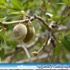 عام / ثمار اللوز .. لآلئ منثورة على سفوح جبال الباحة عام / ثمار اللوز .. لآلئ منثورة على سفوح جبال الباحة