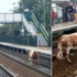 بالفيديو.. بقرة توقف القطارات ساعتين في إنجلترا