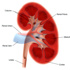 فريق بحث: أنسجة للكلى من الخلايا الجذعية