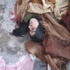 البيت الابيض: حوادث القتل في الحولة صورة حقيرة للنظام السوريمحدث البيت الابيض: حوادث القتل في الحولة صورة حقيرة للنظام السوريمحدث
