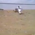 فيديو/ شاب يحطم كاميرا ساهر في طريق سريع