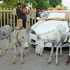 بالصور.. يلجأ للحمير لتشغيل سيارته "الجاغوار"