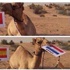 عندهم 'بول' وعندنا 'شاهين'