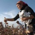 68% زيادة في إنتاج القطن خلال 2010-2011