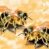 تناقص النحل يهدد المحاصيل الأوروبية