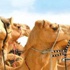 حظر استيراد الإبل من مصر حظر استيراد الإبل من مصر