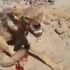 بالفيديو.. سعودي يوقع بذئب متوحش