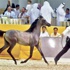 خيول سلطان بن زايد تنال النصيب الاكبر من الجوائز -