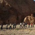 وزير إسرائيلي يدعو لاعتقال المهاجرين الافارقة بلا استثناء وزير إسرائيلي يدعو لاعتقال المهاجرين الافارقة بلا استثناء