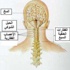 طقطقة الرقبة ضررها أكبر من نفعها طقطقة الرقبة ضررها أكبر من نفعها