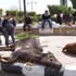 نفوق 4 رؤؤس ماشية جديدة مصابة''بالقلاعية'' بأسيوط نفوق 4 رؤؤس ماشية جديدة مصابة''بالقلاعية'' بأسيوط