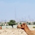 البداوة الإماراتية قيم تتطور وكنز يستثمر وفخر يورث