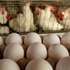 ضغوط على مزارع انتاج البيض في كندا لتوفير أقفاص أكثر راحة للدجاج