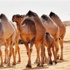 منظمة الصحة تحذر من شرب بول الإبل