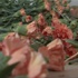 في غزة.. الزهور من جديد طعام للحيوانات بسبب اغلاق المعابر