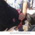 ابقار تصاب بالجدري في الاغوار الشمالية وتفتك ببعضها (مصور)