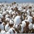 تراجع صادرات مصر من القطن 17% في أول 3 أشهر للموسم الحالي