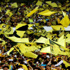 جماهير الاتحاد تنتظر «الشتاء» بفارغ الصبر