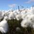 خبراء: قرار شركات تسويق القطن"مؤامرة" لصالح أمريكا
