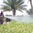 أكدت انحساره تدريجياً.. "الزراعة": القضاء على حوريات الجراد الصحراوي بنسبة 70 %