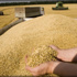 أسعار القمح الروسي تتراجع