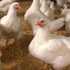 استقرار أسعار الدواجن وبيض المائدة بالمزارع