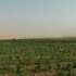 اجراء سحبة الدور الاخير من تصفيات آسيا لكأس العالم اجراء سحبة الدور الاخير من تصفيات آسيا لكأس العالم