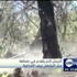 الجيش الحر يتقدم في منطقة جبل التركمان بريف اللاذقية الجيش الحر يتقدم في منطقة جبل التركمان بريف اللاذقية