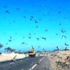 الزراعة تحذر من المواد السامة المستخدمة بمكافحة الجراد الزراعة تحذر من المواد السامة المستخدمة بمكافحة الجراد