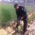 تشجير محيط الملعب المعشب لنادي غزة الرياضي