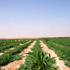 اللجنة العليا المصرية السودانية تناقش الاستثمار الزراعي والربط البرى والمنافذ المشتركة